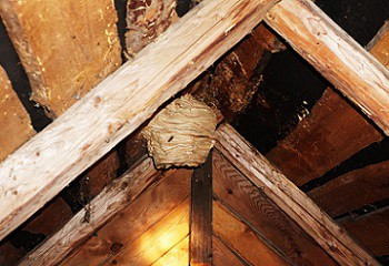  wespennest-op-zolder